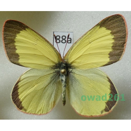 Colias pelidne Boisduval & Leconte, 1830 male Canada88a
